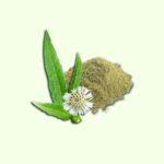 Bhringraj Leaf