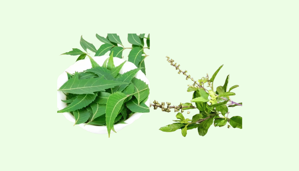 Tulsi